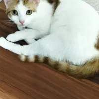 گربه رایگان