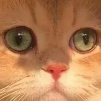 گربه گمشده