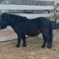 اسب پونی نریان|اسب و تجهیزات اسب‌سواری|لواسان, |دیوار