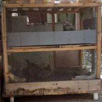 لونه پرنده و طیور
