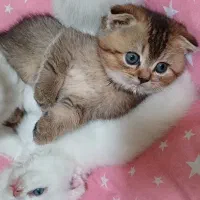 گربه بریتیش