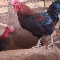 خروس محلی|حیوانات مزرعه|بزینه رود, |دیوار