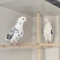 از ساعت ۹ صبح تا ۱ شب پاسخگو هستم