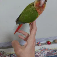 جوجه گرینچیک کاملا دستی با قفس