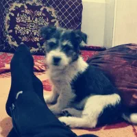 سگ پاکوتاه شیتزو