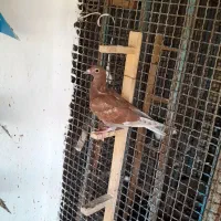 جف جوجه دورگ ستاپلاکی