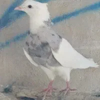 کفتر