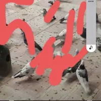 کبوتر صید شده دیروز