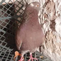 کبوتر پرشی|پرنده|نسیم‌شهر, |دیوار