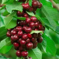 ارسال نهال گیلاس خوشه ای عطر عالی و بسیار پربار