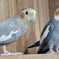 عروس هلندی|پرنده|سیرجان, |دیوار