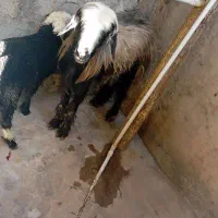 میش و بره|حیوانات مزرعه|مسجد سلیمان, |دیوار