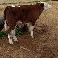 فروش گوساله جنس|حیوانات مزرعه|بندر ترکمن, |دیوار