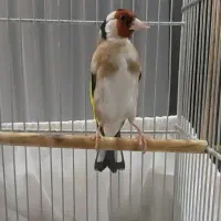 سهره چهارگل جفتی قناری