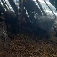 فروش گوسفند و بز