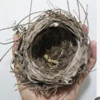 قناری باغی