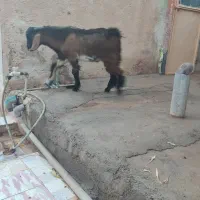 کهره نر|حیوانات مزرعه|دلوار, |دیوار