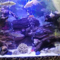 چهارپایه و اکواریوم