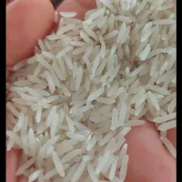 برنج شمیم هاشمی و ضیغمی