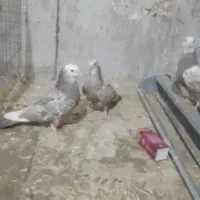جوجه تکدوم وطوقی