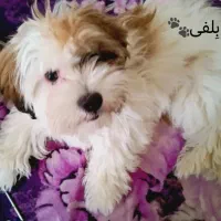 سگ شیتزو 5ماهه