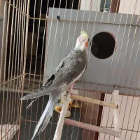 دو عدد عروس هلندی با قفس و جا دونی و جا آبی|پرنده|تبریز, |دیوار