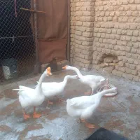 غاز قو غاز|حیوانات مزرعه|گنبد کاووس, |دیوار