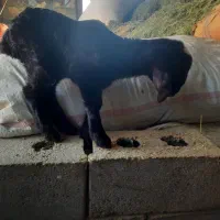 بره شیری|حیوانات مزرعه|فرخشهر, |دیوار