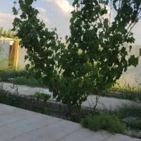 باغ-وایقان-شبستر