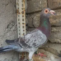 کبوتر آلمانی وسار ودم سیاه|پرنده|گنبد کاووس, |دیوار