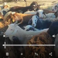 تعدادی گوسفنددزدیده شده|حیوانات|زاغه, |دیوار