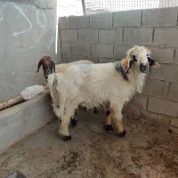 فروش ۱ عدد قوچ اصیل بختیاری