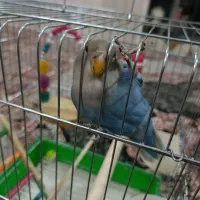 طوطی برزیلی