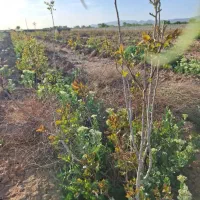 باغ پسته ۴ساله