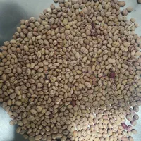 لوبیا چیتی
