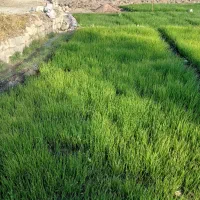 فروش تیم پیاز