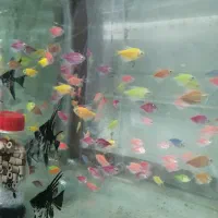 ماهی ماهی زینتی|ماهی|ساری, |دیوار