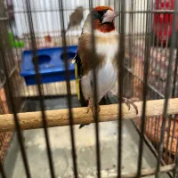 سهره سرسیاه جوجه ای قفس