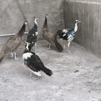 طاووس مصری هندی ابلغ و ویولت|پرنده|سیرجان, |دیوار