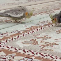 عروس هلندی نر و ماده مولد|پرنده|اهواز, شهرک اکباتان|دیوار