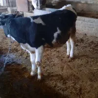 گوساله نر هلشتاین|حیوانات مزرعه|بروجرد, |دیوار