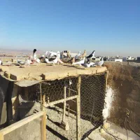 تعدادی کبوتر