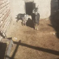 بزه کهرداره