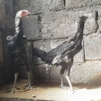 دوجوجه چابهاری و دو مرغ فروشی