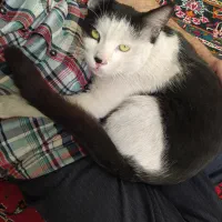 سرپرستی گربه