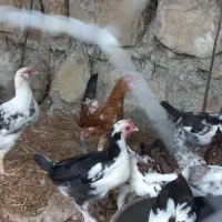 فروش جوجه گلین ۳ ماهه