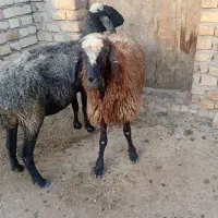 فروش میش و بره