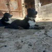 جفت توله روزگاری