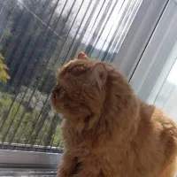 گربه پرشین و بریتیش|گربه|لاهیجان, شهید آوینی|دیوار