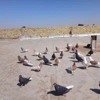 تعداد ۳۰ تا کبوتر رنگی تاکستان